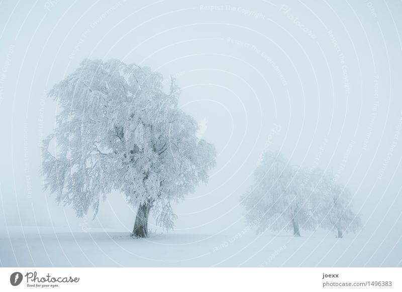 Geh! Landschaft Winter schlechtes Wetter Nebel Schnee Schneefall Baum kalt blau weiß schneebedeckt Farbfoto Gedeckte Farben Außenaufnahme Menschenleer