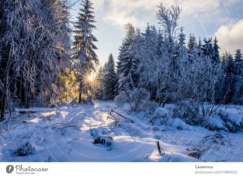 Unterwegs im verschneitem Wald Ausflug Winter Schnee wandern Schneeschuhlaufen Natur Landschaft Pflanze Himmel Wolken Sonne Sonnenlicht Eis Frost Baum Fichten