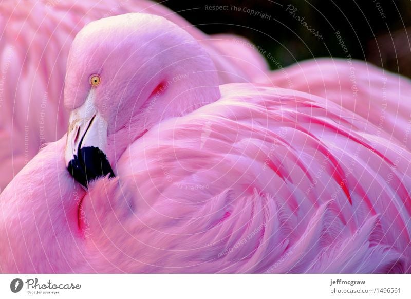 Chilenischer Flamingo Natur Tier Haustier Wildtier Tiergesicht 1 2 elegant natürlich rosa schwarz ruhig Farbfoto mehrfarbig Detailaufnahme Menschenleer Tag