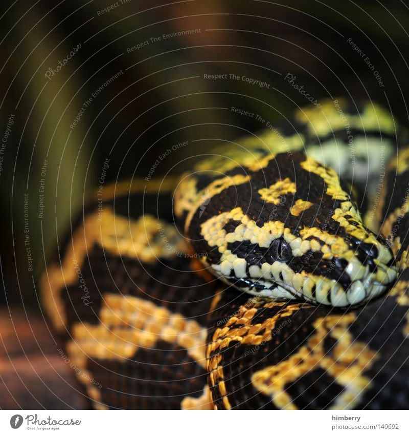 snake break Reptil Schlange Zoo Filmpremiere Auge Blick Makroaufnahme Tier Kopf Kopfschuppe gepanzert Panzer Schüchternheit Tarnung Tarnfarbe Terrarium Lurch