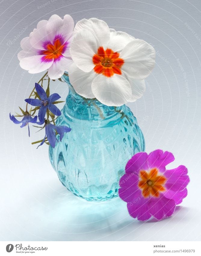 Drei Primel mit blauer Vase Kissen-Primel Frühling Blüte Glas violett orange rosa weiß 3 Farbtupfer Blume Blühend Pflanze Dekoration & Verzierung Primelgewächse