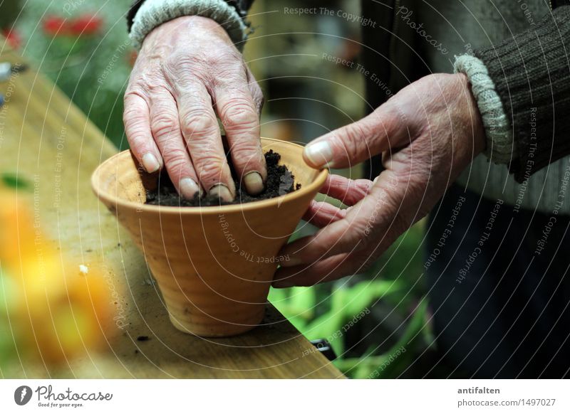 En paar Blome flanze Arbeit & Erwerbstätigkeit Beruf Gartenarbeit Floristik Blumenhändler Mensch maskulin Männlicher Senior Mann Leben Arme Hand Finger 1