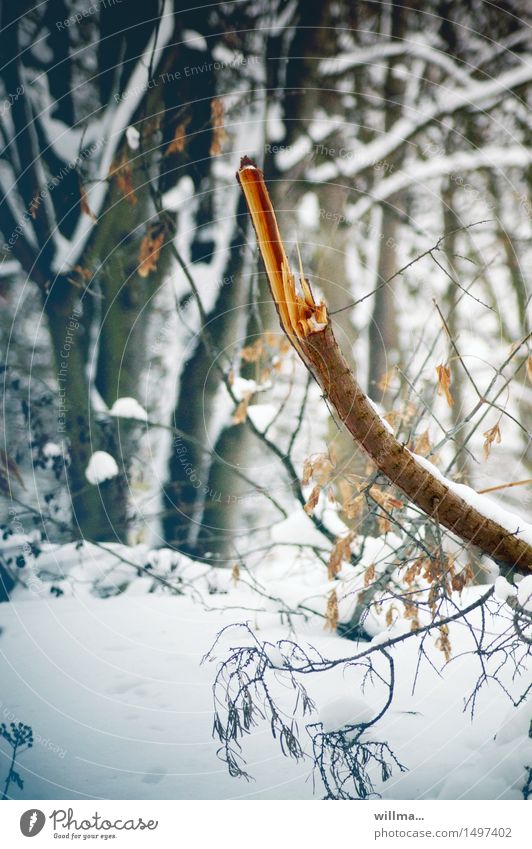 Stielbruch Ast Stock kaputt zerbrochen gebrochen Totholz Bruch Winter Schnee Wald kalt Bruchstück Waldspaziergang Naturwuchs