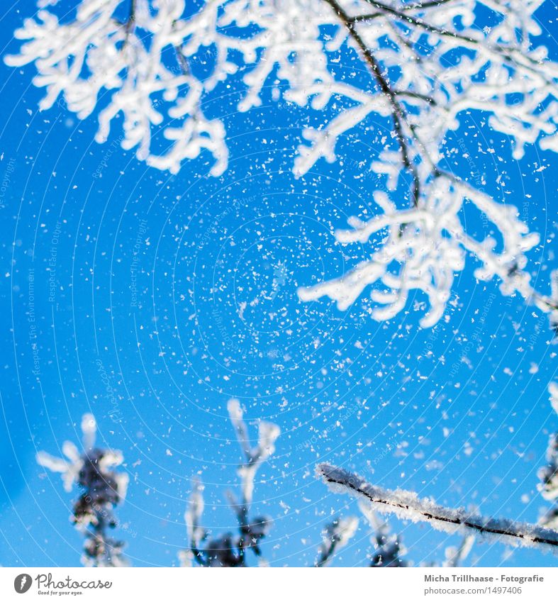Schneefall Winter Winterurlaub Natur Himmel Wolkenloser Himmel Sonnenlicht Klima Wetter Eis Frost Baum Erholung Blick ästhetisch frisch kalt natürlich blau weiß