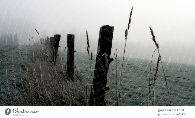 perspektive ego Nebel Holz Himmel Wiese Wolken grau Landschaft Winter Getreide Weide
