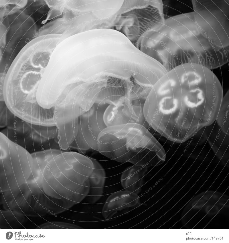 Jellyfish schön Meer Wasser Qualle Aquarium dunkel schleimig viele weich schwarz weiß durchsichtig Lebewesen Nesseltiere Schwerelosigkeit Schweben Gift
