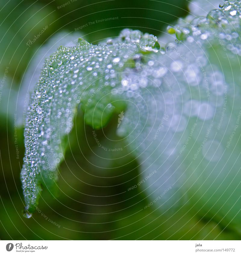 glitzerwald Wassertropfen Tropfen Regen Gewitter Pflanze Leben Durst gießen Romantik schön harmonisch feucht nass glänzend Herbst water Blatt wet rain