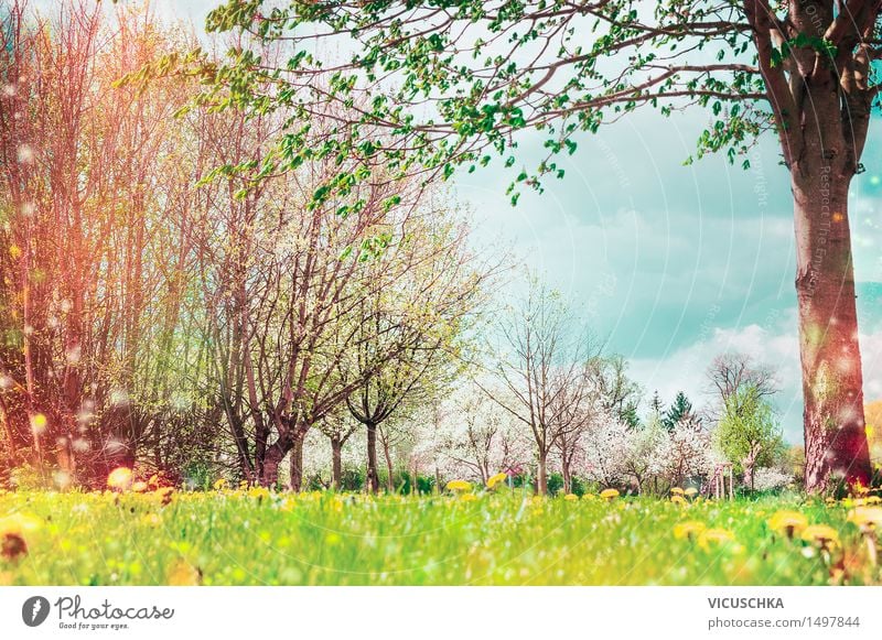 Frühling Natur. Hintergrund mit Garten oder Park von