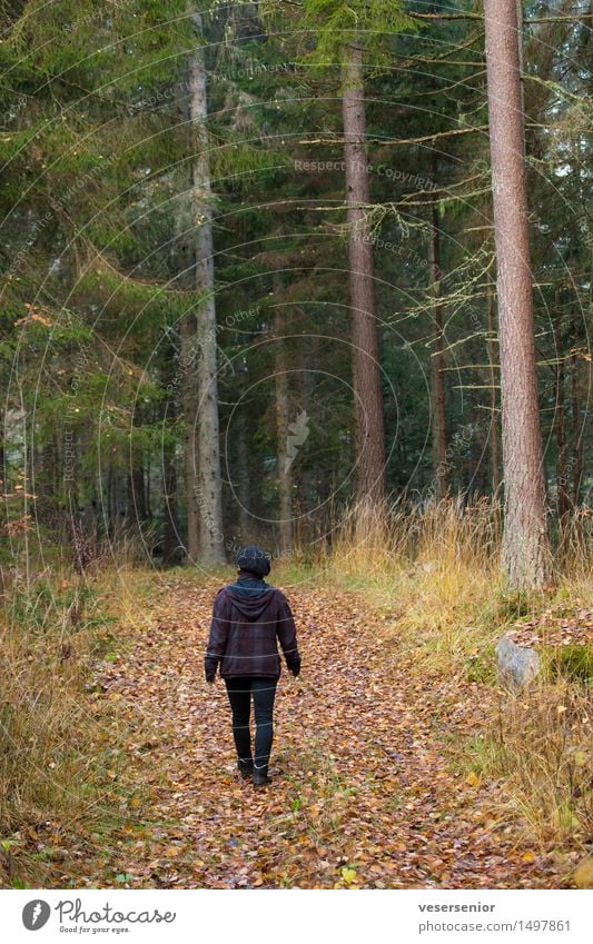Spaziergang im dunklen Herbstwald Gesundheit feminin Frau Erwachsene 1 Mensch Natur Erde Baum Wald Bewegung Erholung gehen dunkel einfach klein natürlich