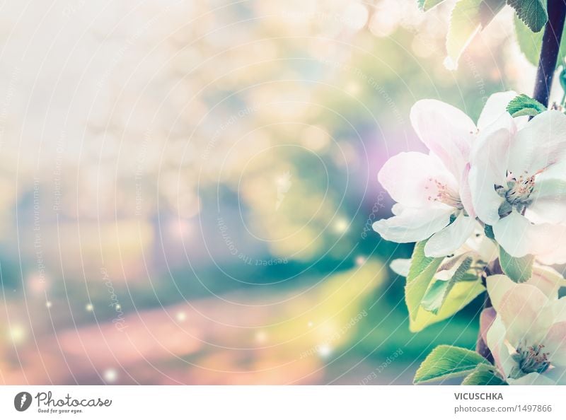 Frühling Hintergrund mit weißen Baum Blüten Design Sommer Garten Natur Pflanze Sonnenlicht Schönes Wetter Blatt Park Blühend rosa Stimmung Frühlingsgefühle