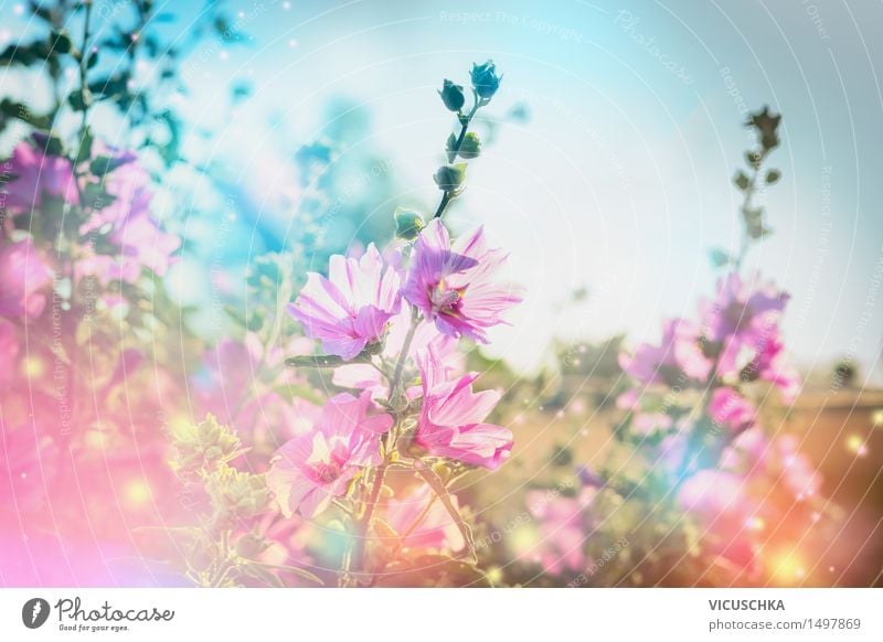 Sommer Blumen Natur Hintergrund mit blühende Malve Lifestyle Design Garten Pflanze Himmel Schönes Wetter Gras Blatt Blüte Park Blühend rosa Duft Hintergrundbild