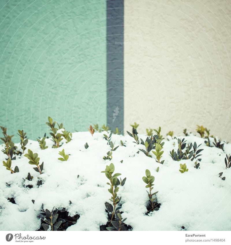 durchtrieben Winter Klima Wetter Schnee Pflanze Sträucher Blatt Buchsbaum Trieb Haus Bauwerk Gebäude Architektur Mauer Wand Fassade Beton Linie Streifen kalt