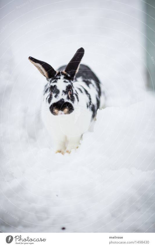 ich komm ja schoooon ... Ostern Winter Schnee Garten Haustier Tiergesicht Fell Pfote Hasenohren Säugetier Nagetiere Hase & Kaninchen Zwergkaninchen Hasengesicht