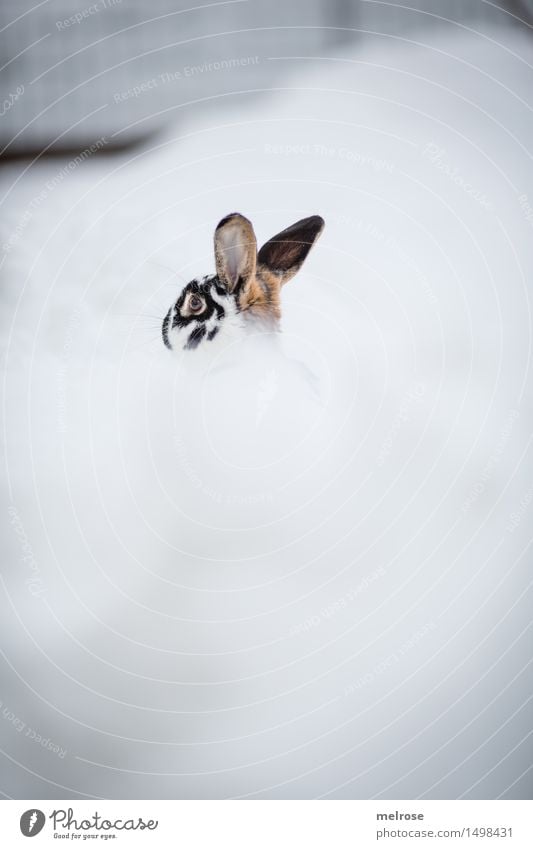 Downunder ... Landschaft Winter schlechtes Wetter Schnee Garten Tier Haustier Zwergkaninchen Nagetiere Säugetier Hasenohren Hase & Kaninchen 1 Schneebad tauchen