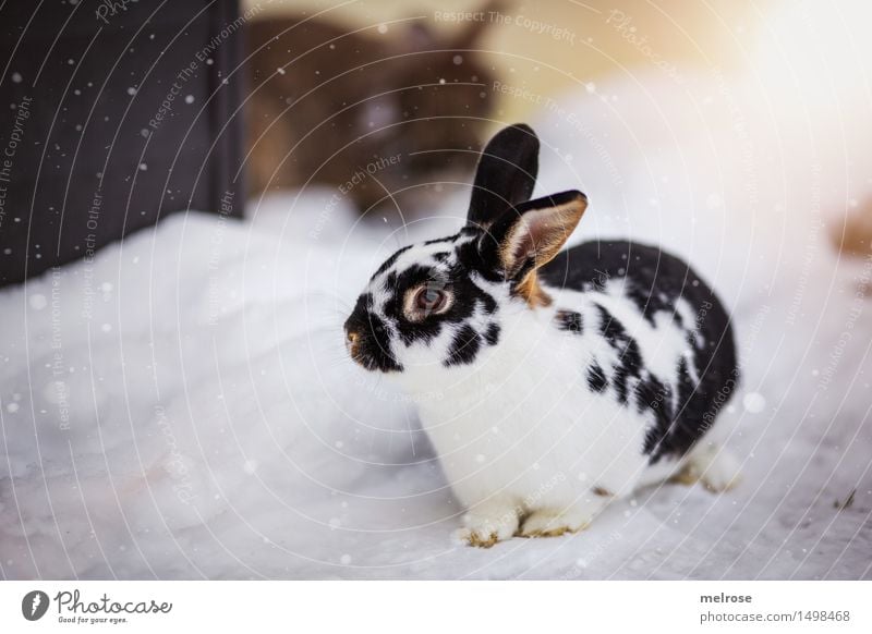 M O D E L - Ambitionen elegant Stil Ostern Schnee Schneefall Haustier Tiergesicht Fell Pfote Hase & Kaninchen Hasenohren Nagetiere Säugetier Hasenpfote 1