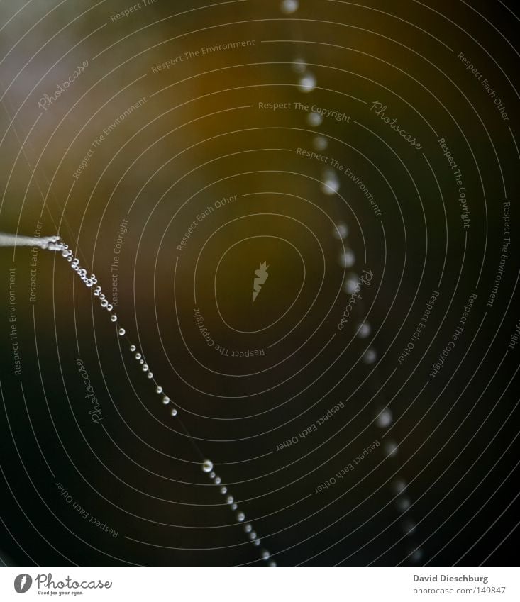 Tropfenkette quer Spinnennetz Schnur gefangen Regen Nebel Wetter Meteorologie Wassertropfen Morgen Tau Hinterhalt Falle kleben Klebstoff Insekt Wiese hängen