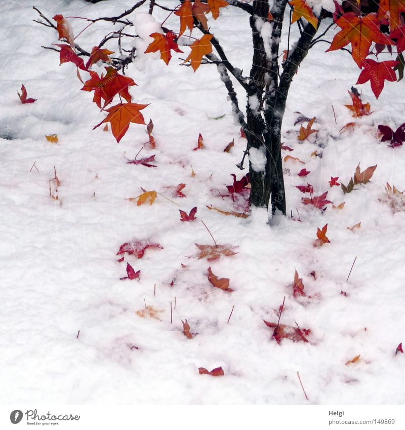 Ahornbaum mit roten Herbstblättern im Schnee Winter Schneedecke Baum Blatt Baumstamm Zweig Ast braun schwarz Ahornblatt Farbe mehrfarbig Herbstfärbung gelb