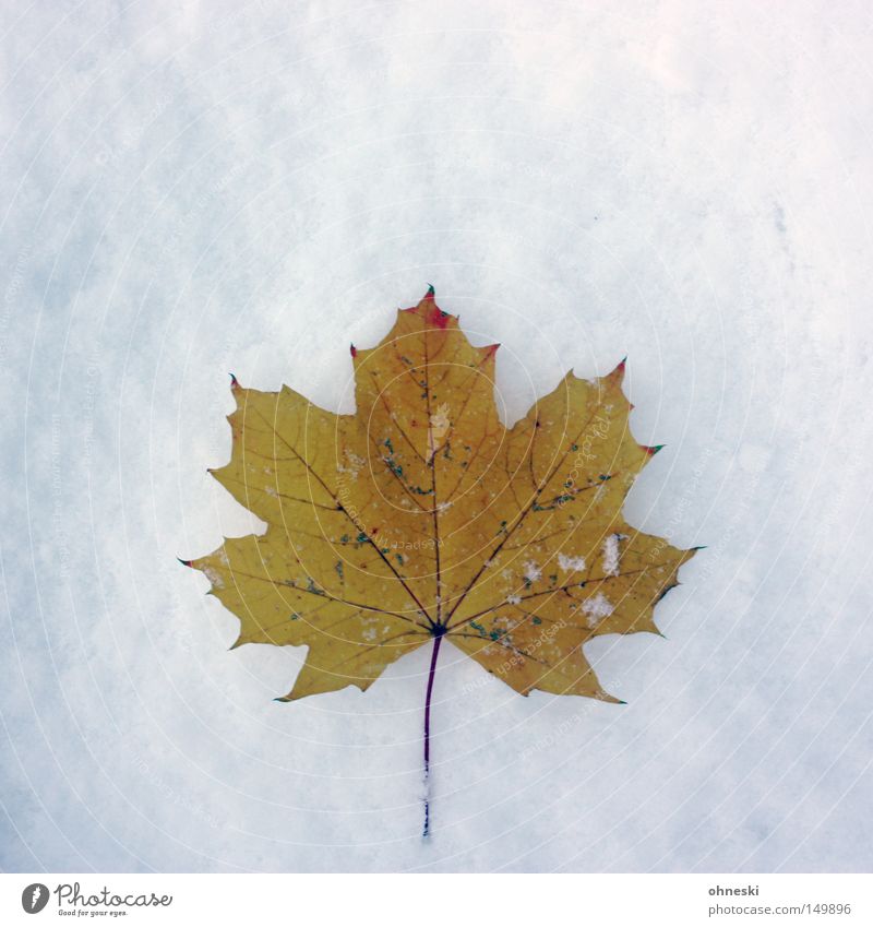 ..., Herbst und Winter Schnee Eis Frost Blatt kalt weiß Vergänglichkeit Ahorn November Schneeflocke Pulver Wintereinbruch Kanada Danke Carl Farbfoto