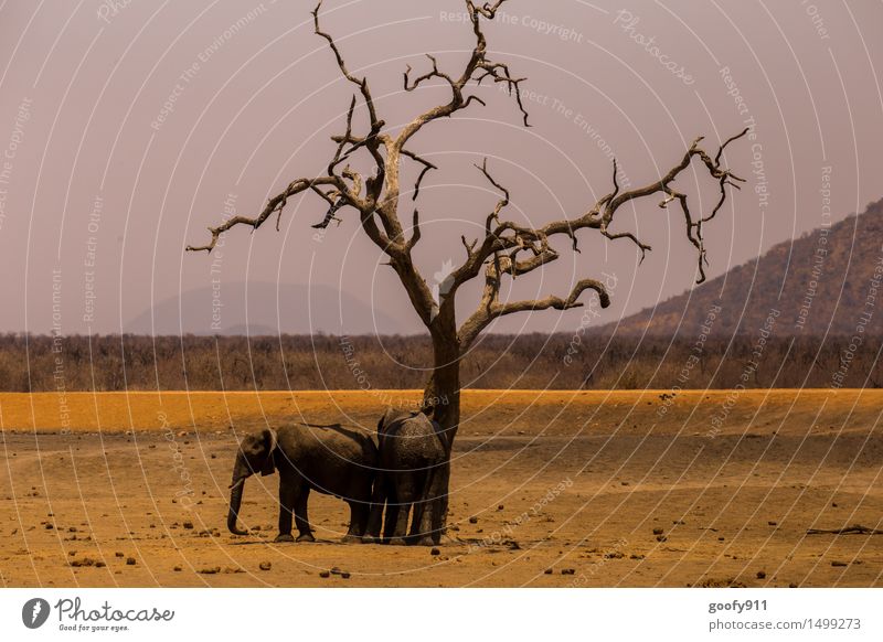 SCHATTENPLATZ :-)))) Umwelt Natur Landschaft Erde Sand Himmel Sonnenlicht Frühling Sommer Baum Hügel Wüste Savanne Tier Wildtier Tiergesicht Fährte Elefant 2