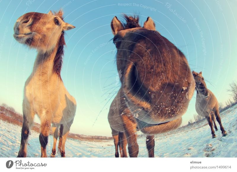 Happy horses (4) Himmel Winter Schönes Wetter Schnee Pferd Wildpferde Küssen Schmusebacke kulleräugig beobachten Kommunizieren stehen Zusammensein trendy