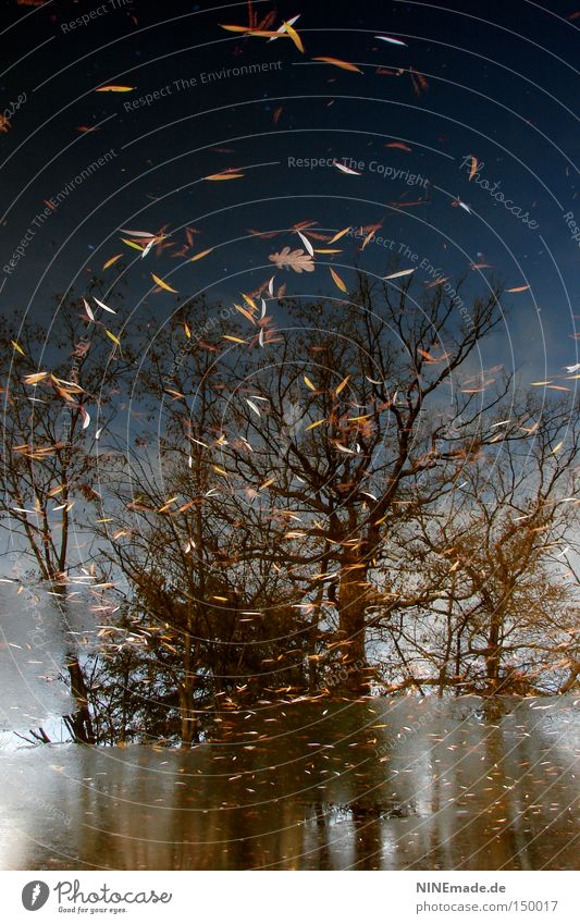 HerbstGemälde Baum Blatt See Wasser Eis gefroren kalt Wetter Herbstwetter Winter Reflexion & Spiegelung Frankfurt am Main Wald Park Spaziergang Sonntag