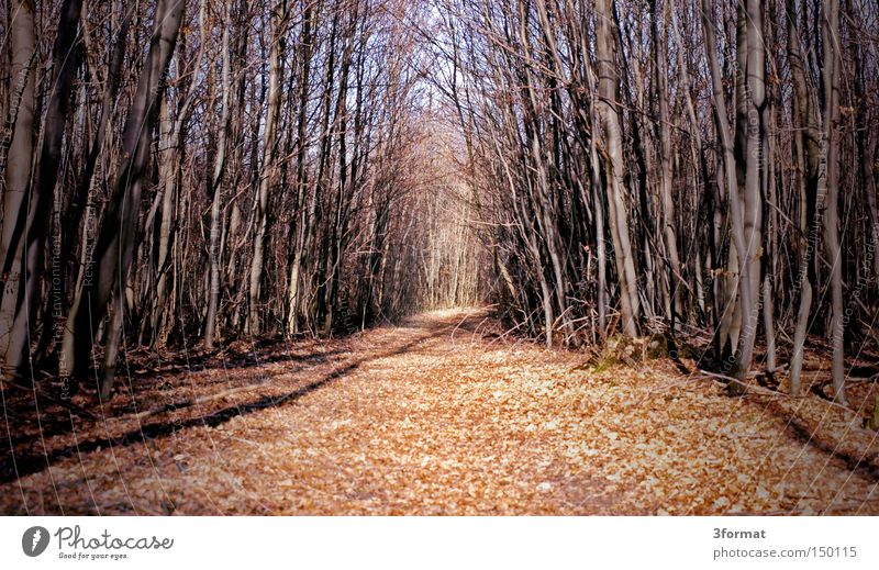 waldweg Wald Wege & Pfade Fußweg Winter Herbst Ödland kahl Panik verloren Märchen träumen Ziel Angst 3format