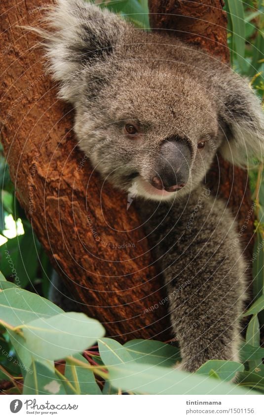 Koala starrte dich auf dem Baum an Tier Wildtier Tiergesicht Zoo 1 beobachten Denken frieren hängen Lächeln Blick sitzen frei Freundlichkeit Fröhlichkeit Glück