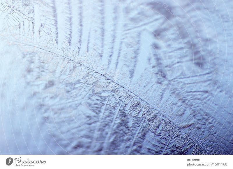 Eisblätter Design harmonisch Sinnesorgane Meditation Winter Schnee Winterurlaub Silvester u. Neujahr Umwelt Natur Wasser Klima Klimawandel Wetter Frost frieren