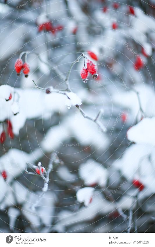 schöne Eiszeit Pflanze Winter Schönes Wetter Frost Schnee Sträucher Hagebutten Hundsrose Park hängen kalt rot weiß Klima Fruchtstand Farbfoto Außenaufnahme