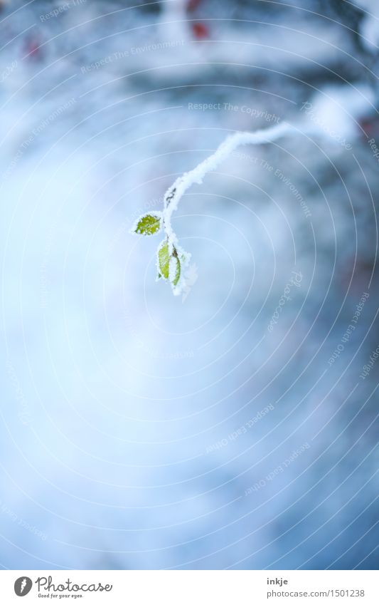 Frost Pflanze Winter Schönes Wetter Eis Blatt Zweig Ast Garten Park hängen schön kalt klein grün Klima Eiskristall gefroren Farbfoto Außenaufnahme Nahaufnahme