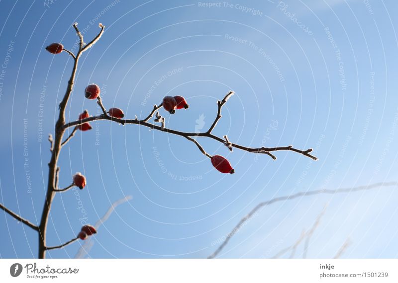 kalt Natur Pflanze Wolkenloser Himmel Winter Schönes Wetter Eis Frost Sträucher Hagebutten Ast Zweig hängen schön blau rot Klima gefroren Farbfoto Außenaufnahme