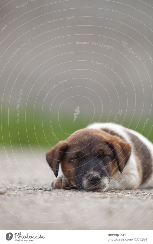 Wauzi Straße Haustier Hund 1 Tier Tierjunges schlafen träumen Fox-Terrier Welpe Farbfoto Außenaufnahme Textfreiraum oben Tag Schwache Tiefenschärfe Tierporträt