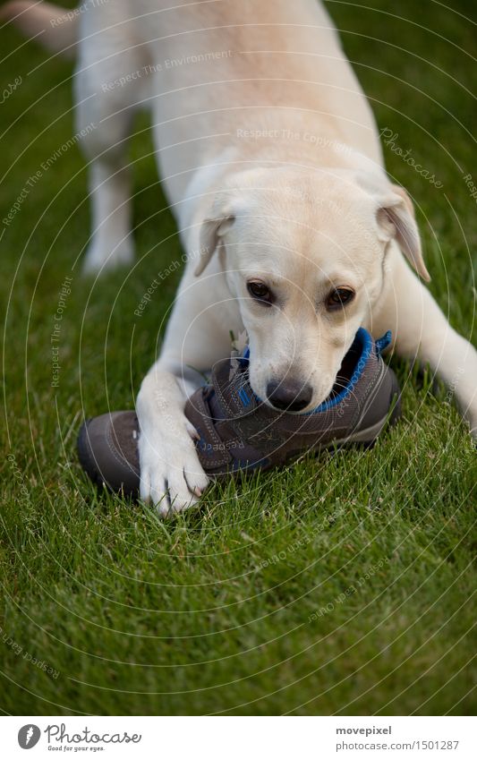 Hund mit Schuhfetisch Frühling Sommer Garten Wiese Schuhe Tier Haustier Pfote 1 Tierjunges Spielzeug Spielen lecker Neugier Tierliebe unschuldig Labrador