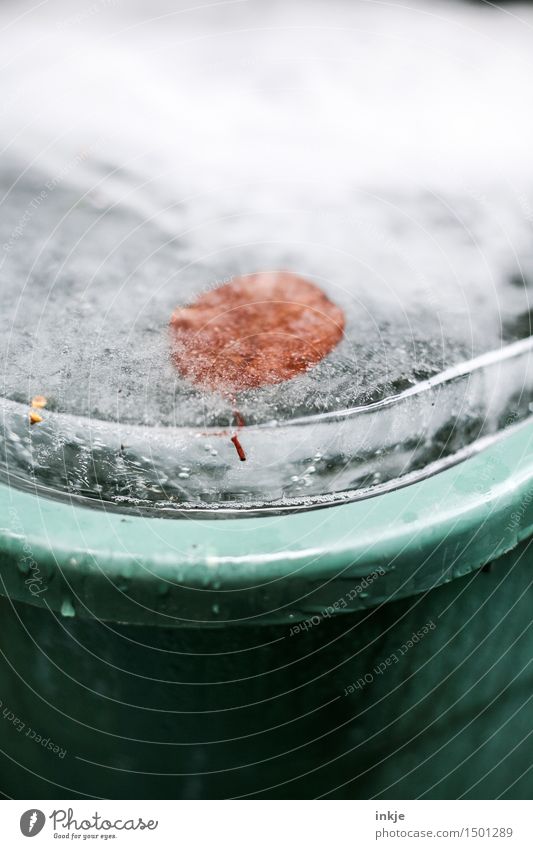Regentonne Urelemente Wasser Winter Klima Eis Frost Blatt Menschenleer Eisscholle kalt gefroren Eisschicht Eisfläche konserviert Innerhalb (Position)