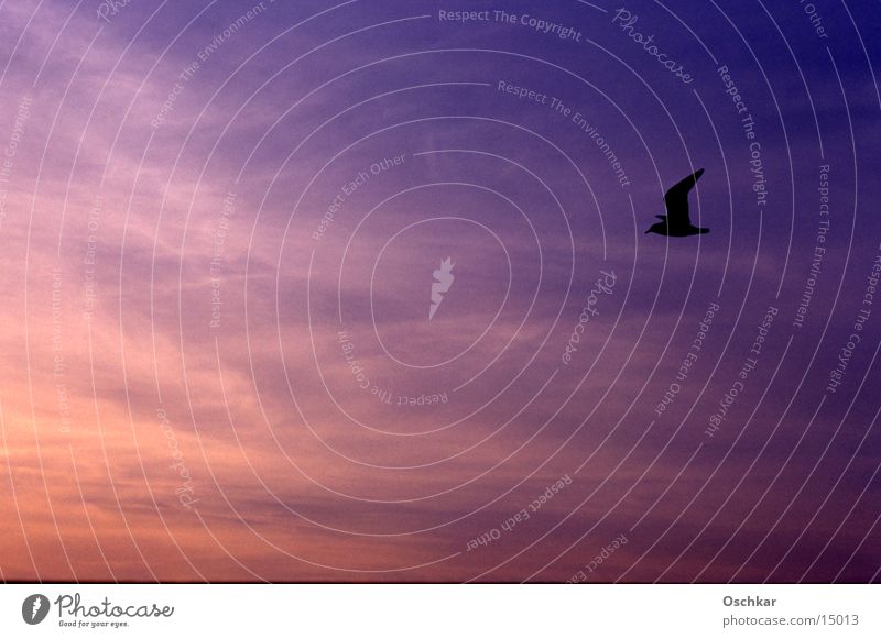 Vogel vs. Himmel Horizont Meer See Sonnenuntergang Wolken Verkehr Abend