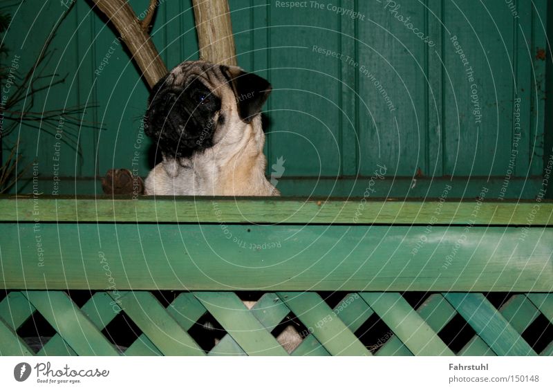 Wachhund Zaun Mops Hund grün Haus Wand Baum Tier Haushund