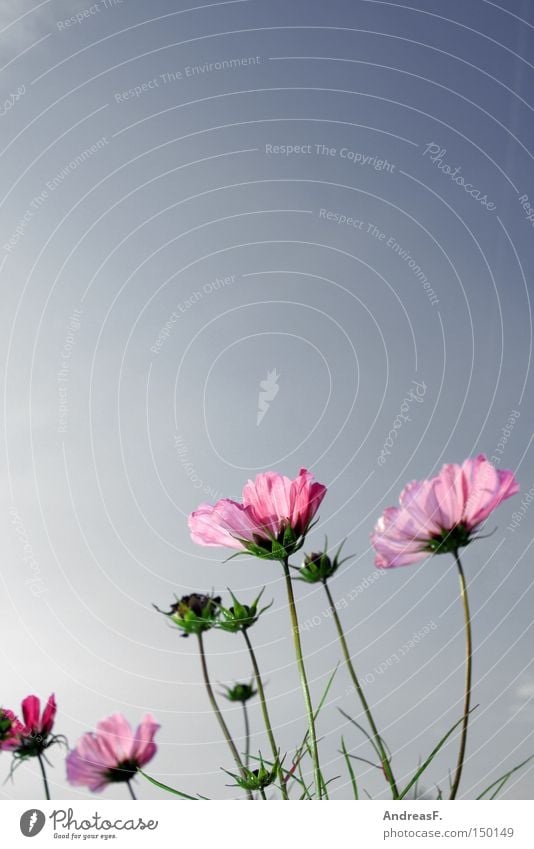 Cosmea Schmuckkörbchen Sommer Himmel Blume Blüte Sommerblumen rosa Schönes Wetter Natur Blumenwiese Wiese Blauer Himmel