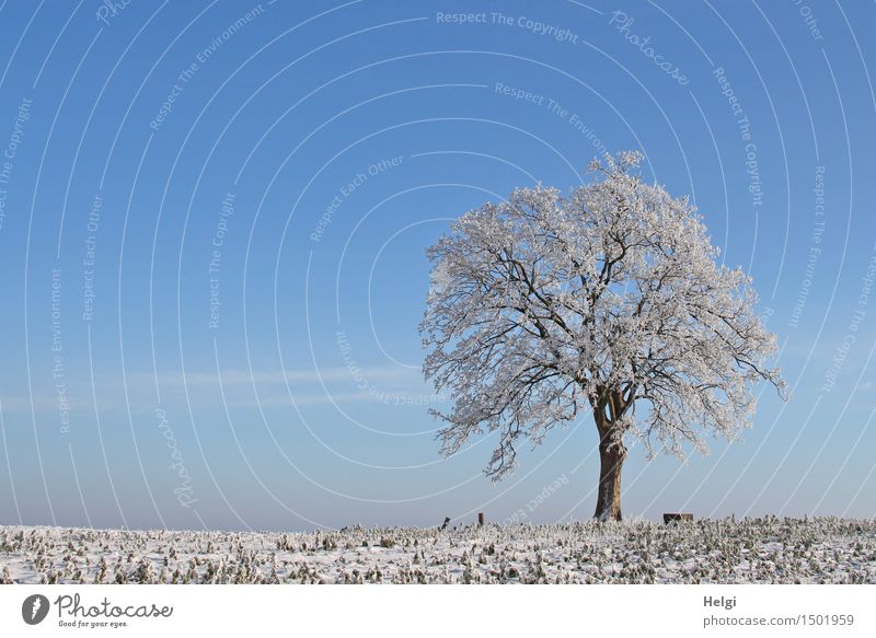 Winter Umwelt Natur Landschaft Pflanze Himmel Schönes Wetter Eis Frost Baum Feld frieren stehen ästhetisch außergewöhnlich schön einzigartig kalt natürlich blau