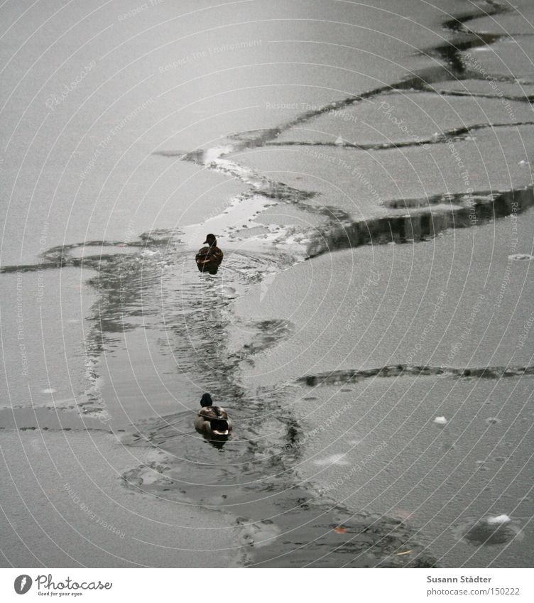 Eisbrecher Ente Winter gefroren Glätte Wasser See Landkreis Mittweida Park tief kalt Eisscholle