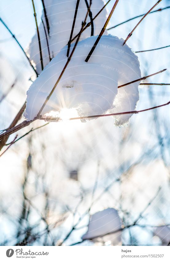 Schneehaube auf Baum im Gegenlicht Sonne Winter Natur Sonnenlicht Wetter Schönes Wetter kalt weiß Idylle Ast Zweig Jahreszeiten frostig sonnig Farbfoto