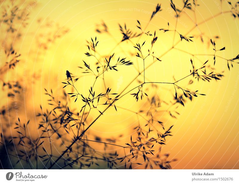 Gräser im Flammenmeer Kunst Natur Pflanze Sonnenaufgang Sonnenuntergang Sonnenlicht Sommer Schönes Wetter Gras Grassamen Samen Wiese schön Wärme weich orange