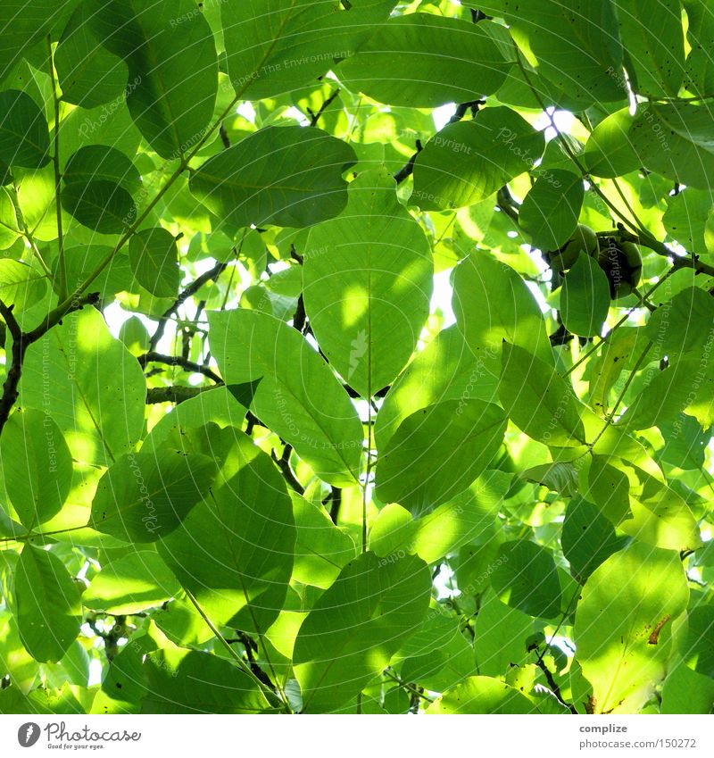 Extrablatt Blatt Baumkrone Natur Kastanienbaum Blattadern Ast grün Zweig Reifezeit schön Wachstum Geäst rein hellgrün giftgrün Sommer Frühling frisch Wind
