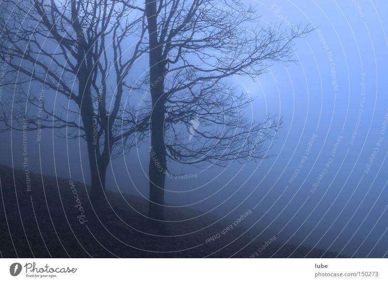 Nebel Nebelbank gruselig Baum unklar grauenvoll Regen Trauer blau Einsamkeit Herbst Verzweiflung