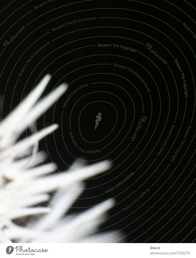 Flieg wie ein Igel stachelig stechen Distel Defensive Schutz schwarz weiß abstrakt Makroaufnahme Nahaufnahme gefährlich obskur Stachel Spitze