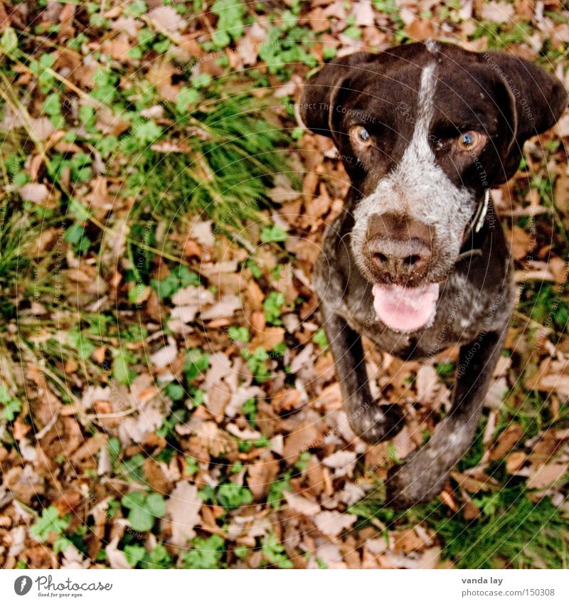 Männchen machen für den guten Zweck Jagdhund Hund Tier Natur herbstlich Blatt Wunsch vertikal Vorfreude Wachsamkeit Konzentration Herbst Säugetier