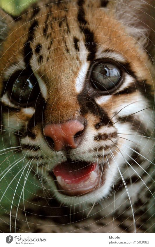 Ozelot oder Zwergleopard aus dem südamerikanischen Regenwald. schön Mund Zähne Natur Tier Wald Urwald Katze schreien wild Wut Schutz Amazonas Amazonien Tiere