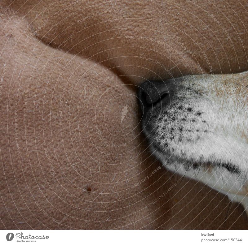 der dicke schlummert Hund Schnauze Tier Haustier Maul Nase Decke liegen Liege schlafen Geruch Hinterteil Gesäß Säugetier Küche totlachen