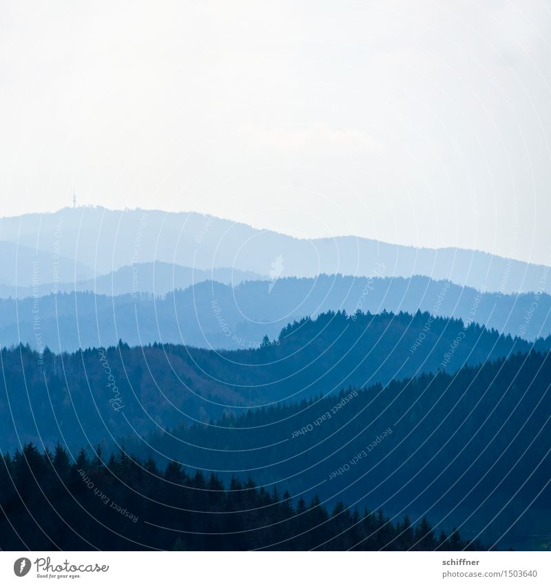 den Hochblauen | blau machen Umwelt Natur Landschaft Schönes Wetter Pflanze Baum Wald Hügel Berge u. Gebirge Gipfel Schwarzwald Schauinsland Niveau Ferne
