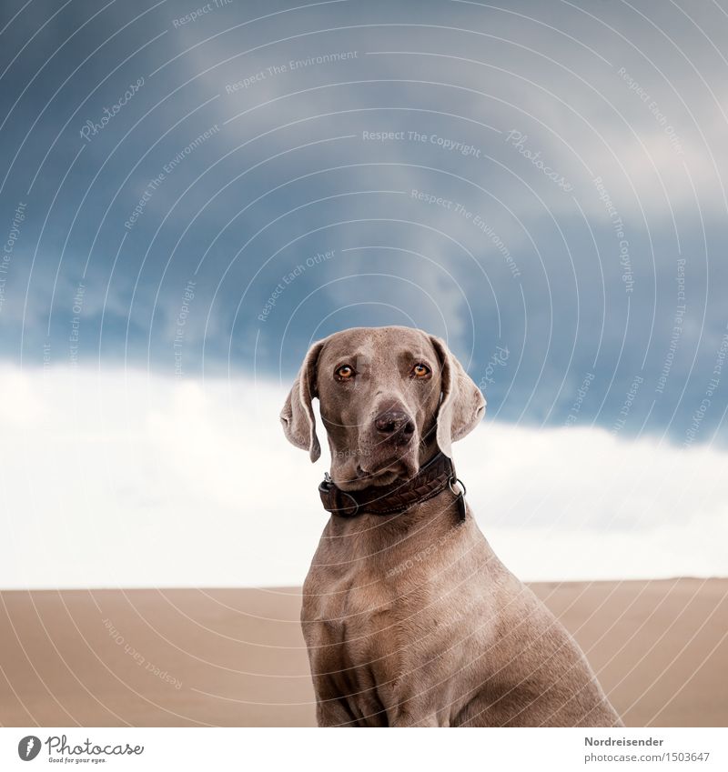 Unterwegs mit Tia Ferien & Urlaub & Reisen Ferne Gewitterwolken schlechtes Wetter Wüste Tier Haustier Hund 1 Sand beobachten ästhetisch elegant Freundlichkeit