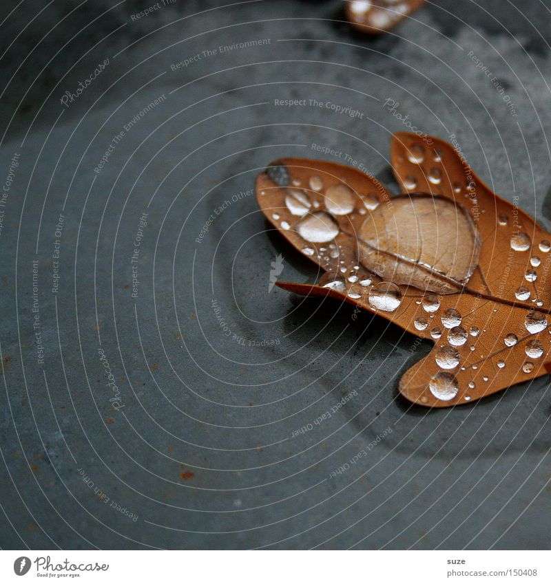 Sammelstelle Natur Wassertropfen Herbst Blatt braun Vergänglichkeit Eichenblatt November Jahreszeiten Herbstlaub gefallen alt trist Einsamkeit Traurigkeit